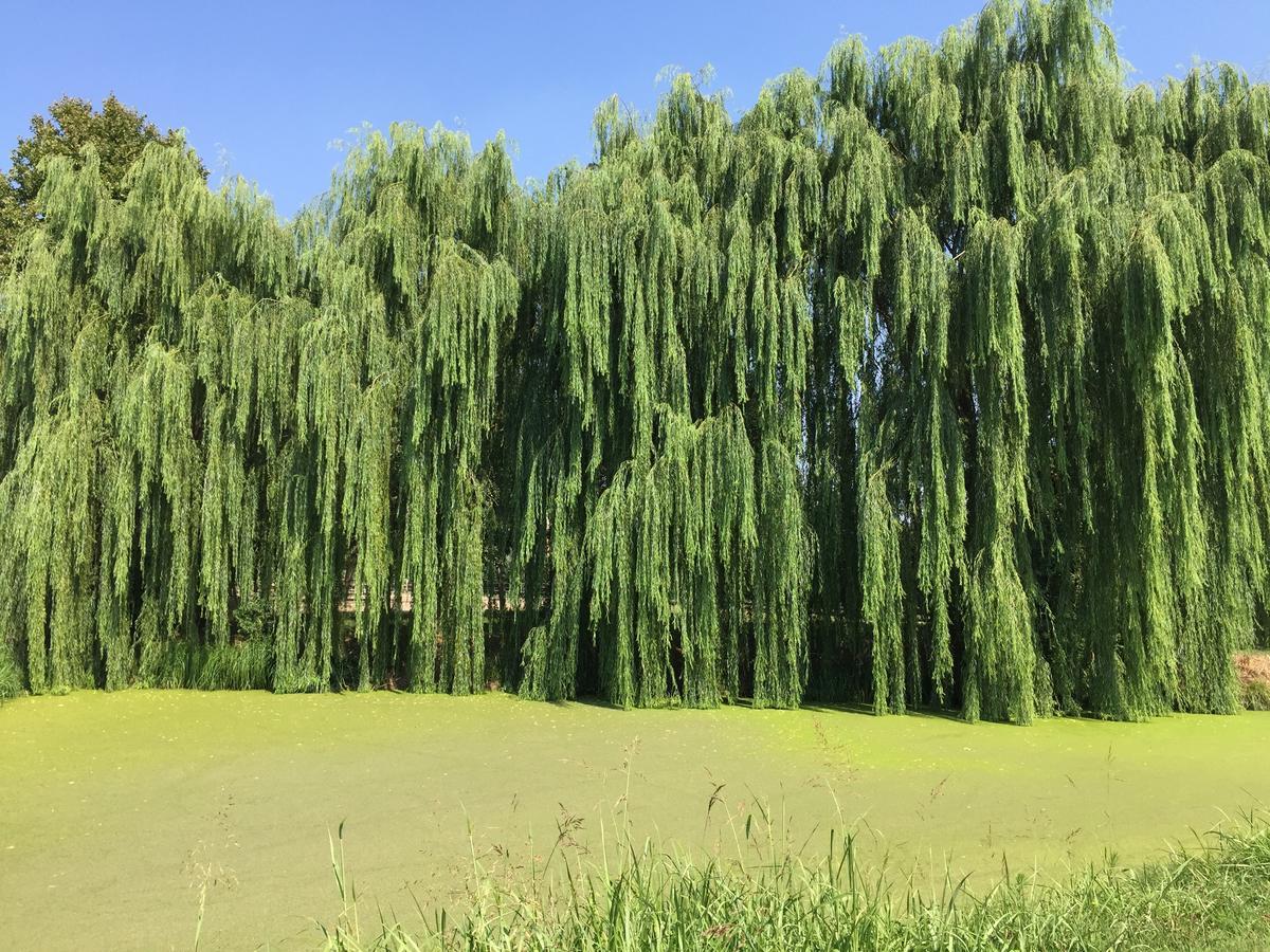 빌라발톨로미야 Agriturismo Tenuta La Pila 빌라 외부 사진